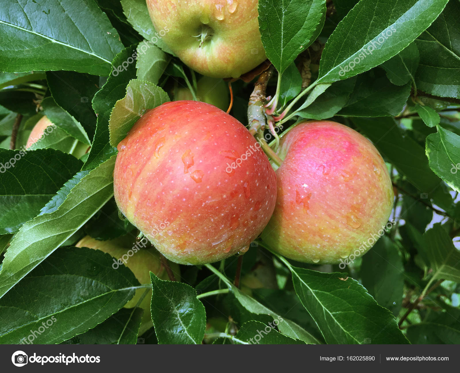 Яблоня фуджи: отзывы, описание, фото