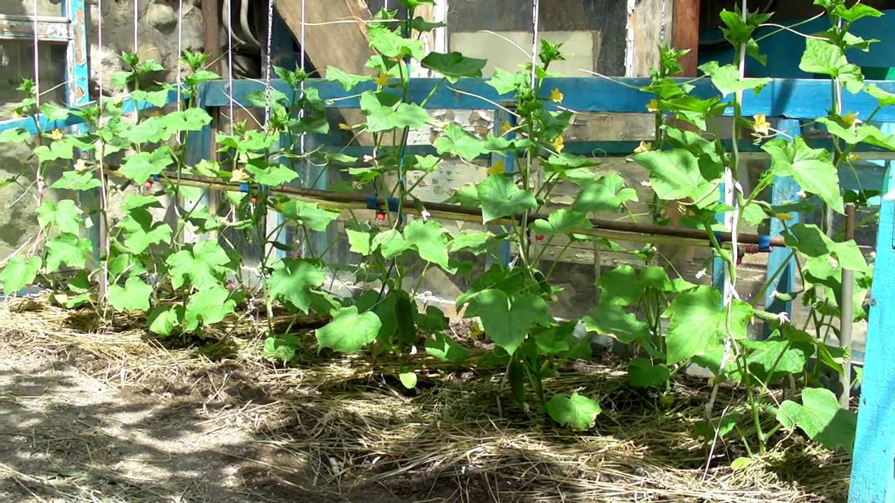 Капельный полив для огурцов: норма полива, расход воды, схема, фото