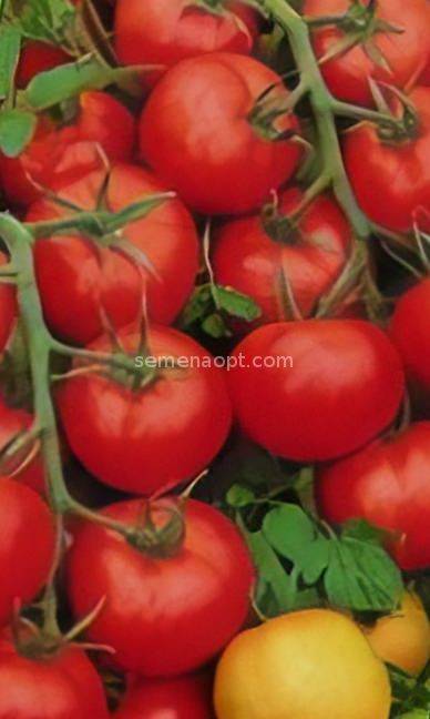 Описание сорта томата бон аппетит, особенности выращивания и ухода - все о фермерстве, растениях и урожае