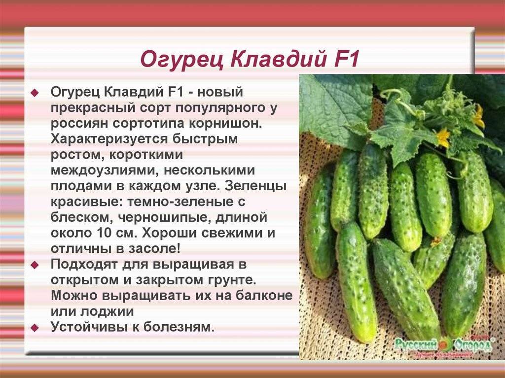 Огурец клавдий f1: описание и характеристика сорта, отзывы об урожайность, посадка и уход