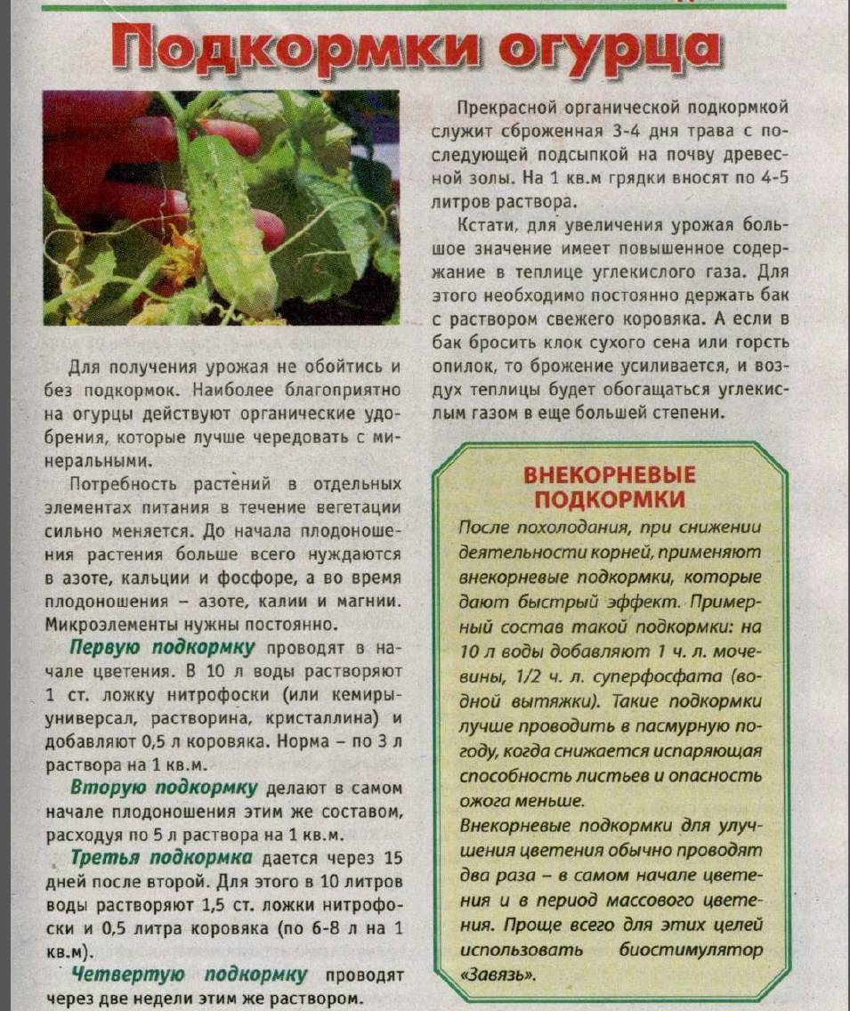 Чем и когда подкормить первый раз помидоры после их высадки в теплицу
