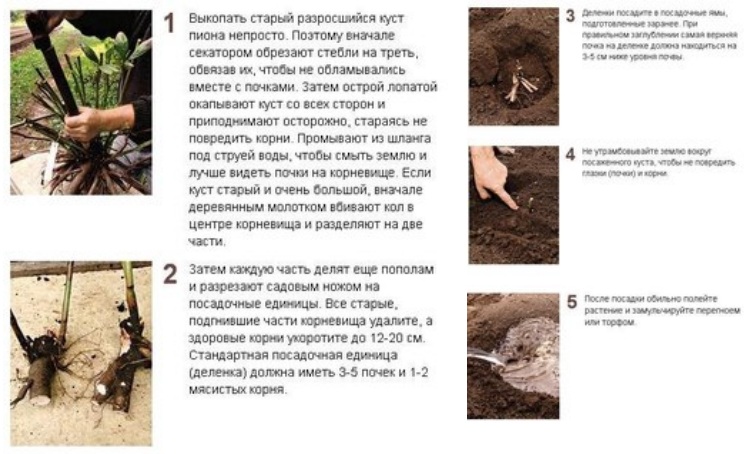 Пионы: посадка и уход в открытом грунте, сорта и болезни | клуб цветоводов