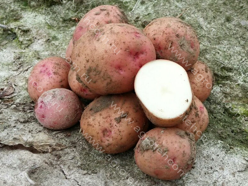 Картофель снегирь: описание сорта, характеристика, правила выращивания, отзывы