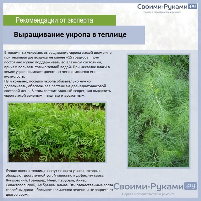 Божье дерево посадка и уход, фото, как обрезать на зиму