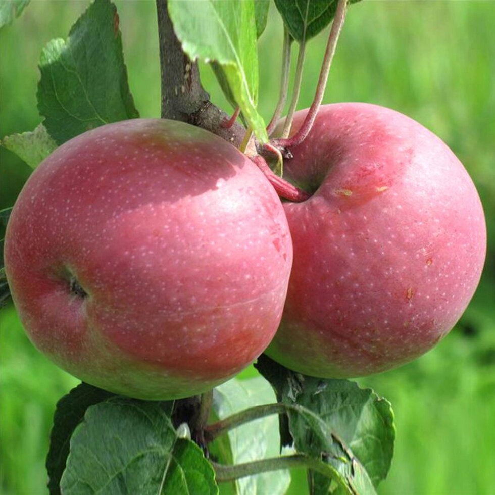 Яблоня июльское черненко: описание и характеристики сорта, выращивание, отзывы