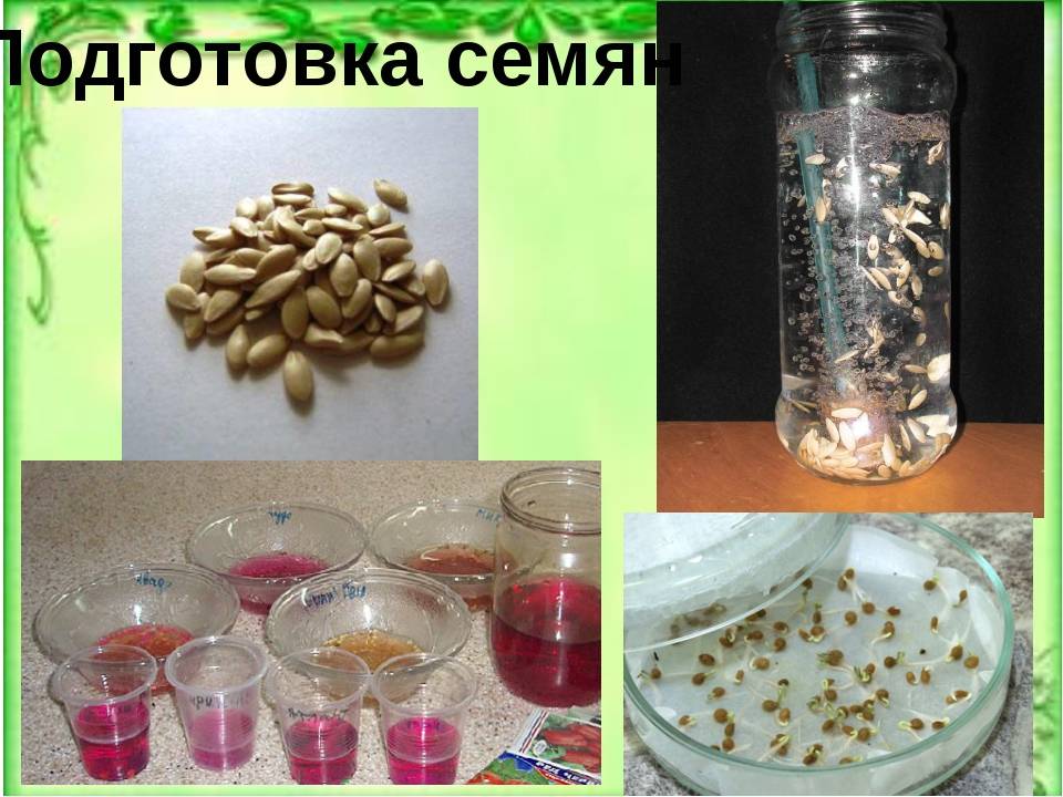 Заготовка семян огурцов в домашних условиях: инструкция