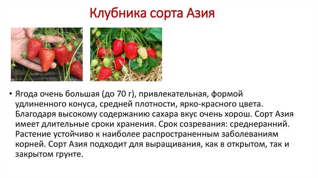 Выращивание клубники - пять советов как получить хороший урожай