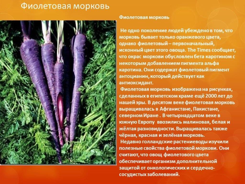 Сок черной моркови: что это такое, чем он полезен, как готовят и в каких целях применяют