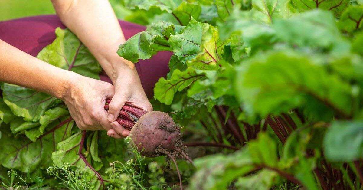 Когда убирать свеклу с грядки на хранение - оптимальные сроки и степень зрелости