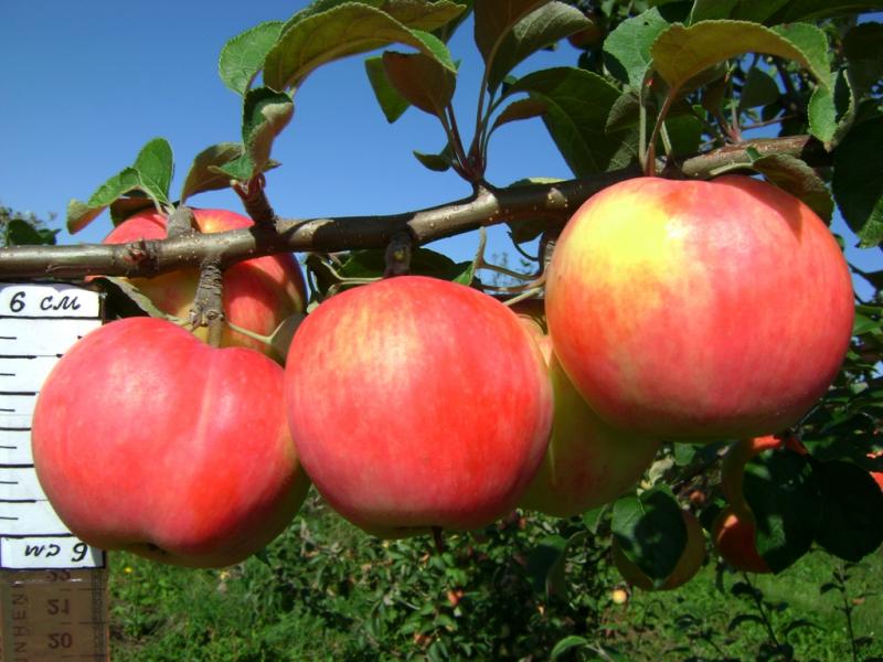 Яблоня услада: описание сорта, достоинства и недостатки, характеристика плодов, сроки и правила посадки, сбор и хранение урожая