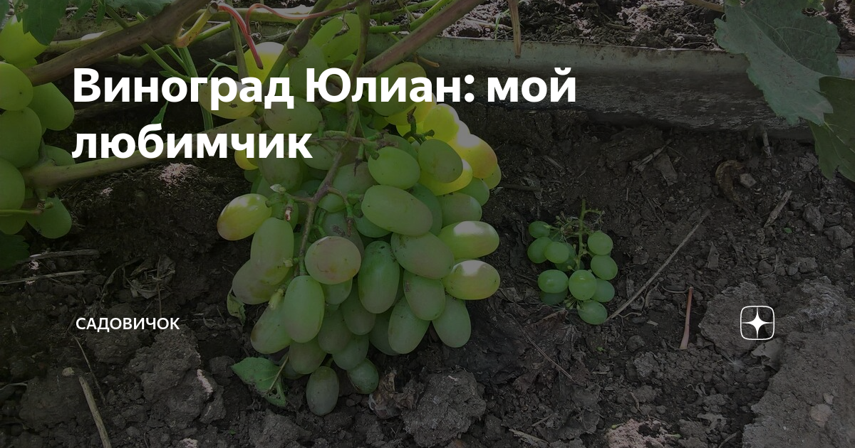 Виноград "юлиан": описание сорта, фото, посадка и уход