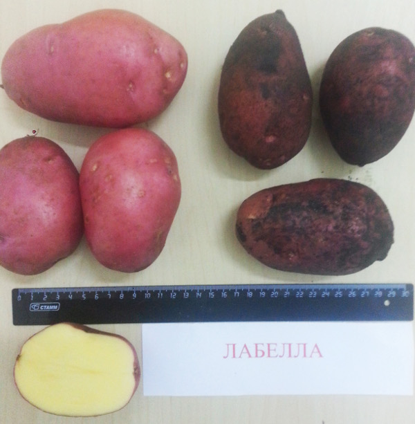 Картофель лабелла: описание и характеристики сорта, посадка и уход, отзывы с фото