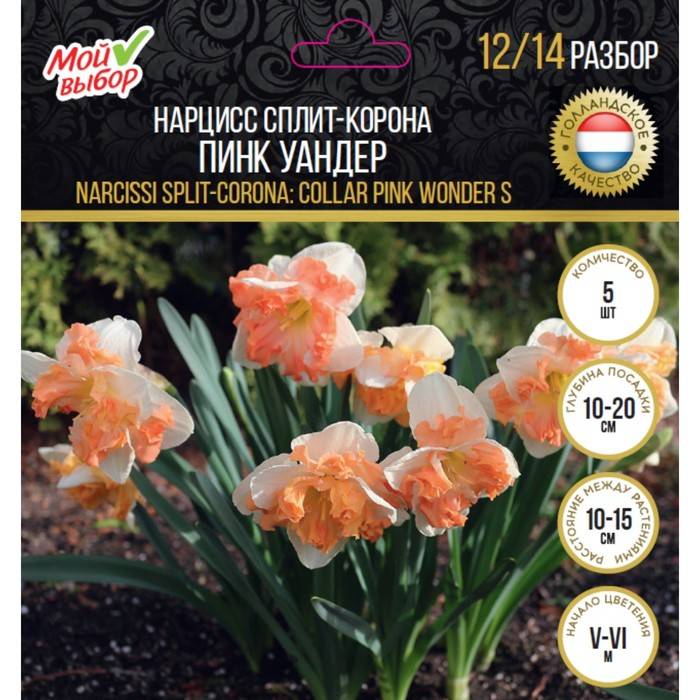 Самые красивые нарциссы: сорта, уход (30 фото)