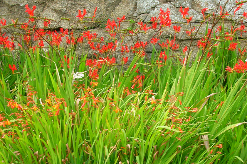 Японский гладиолус: растение китайский гладиолус