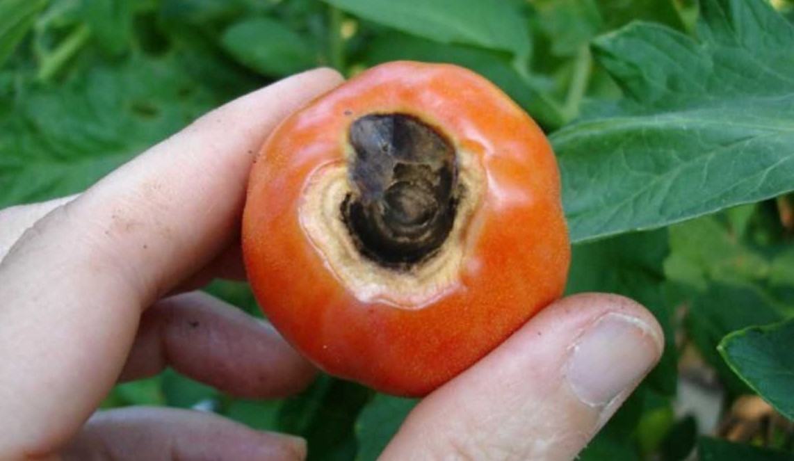 Вершинная гниль на помидорах: лечение как корректировка агротехники