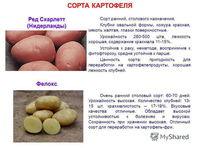 Описание картофеля молли