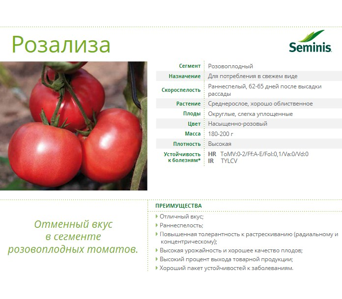 Сорт томатов мобил, описание, характеристика, фото и отзывы, а также особенности выращивания