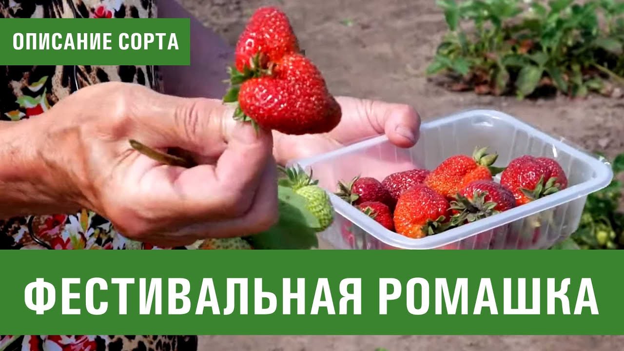 Клубника фестивальная: описание проверенного временем ягодного сорта, особенности выращивания для хорошего урожая