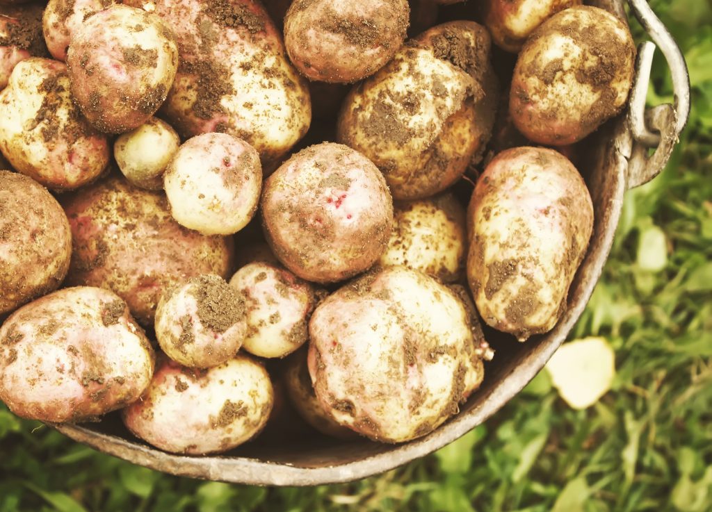 ᐉ сорт картофеля «иван да марья» – описание и фото - roza-zanoza.ru