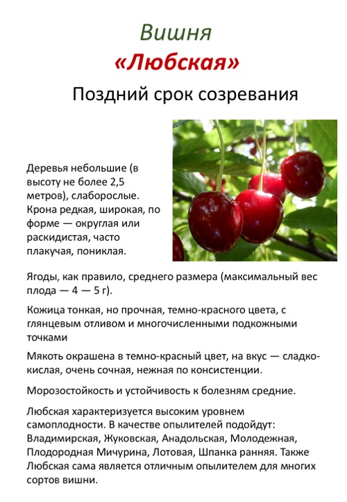 Сорт черешни "крупноплодная": описание, особенности выращивания