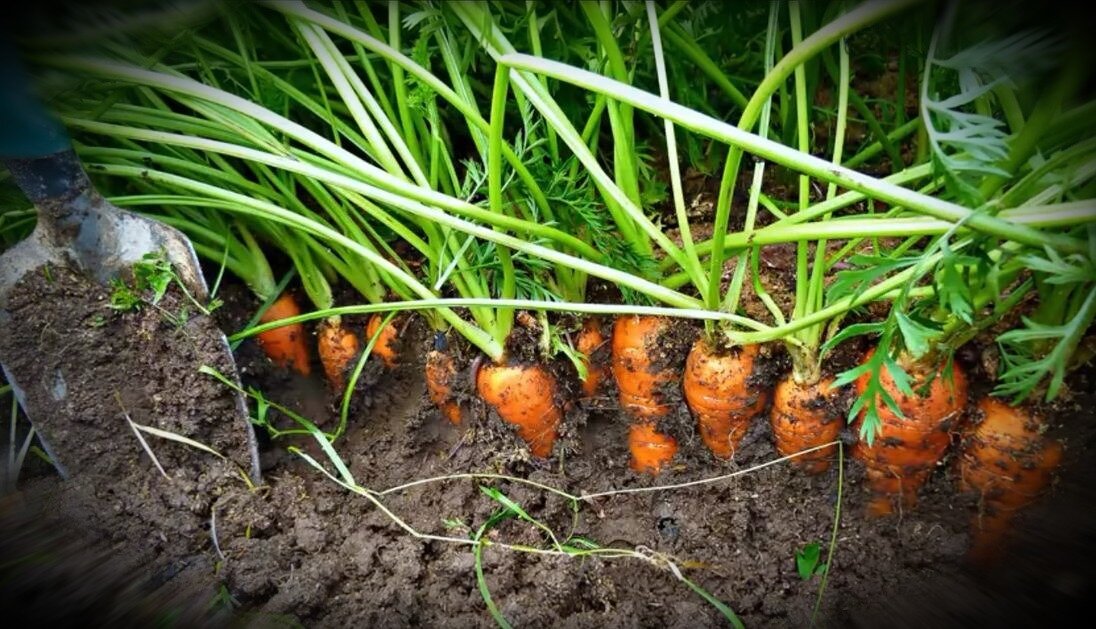 Как посадить и вырастить вкусную морковь на грядках