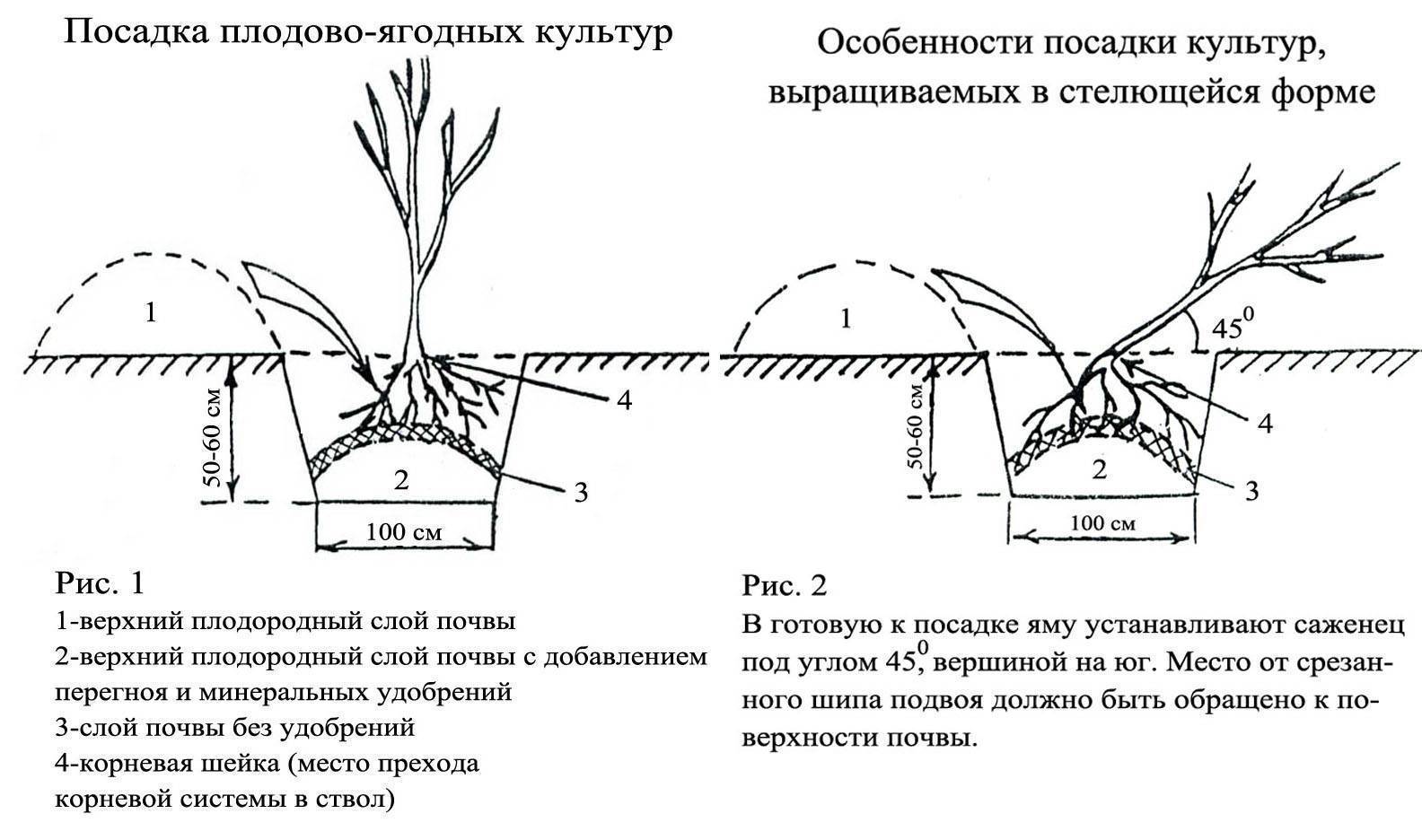 Размножение крыжовника: черенками, отводками и другими способами, осенью, весной и летом