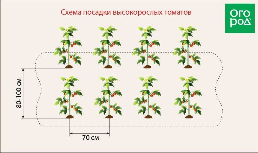Схема посадки томатов в открытый грунт рассадой
