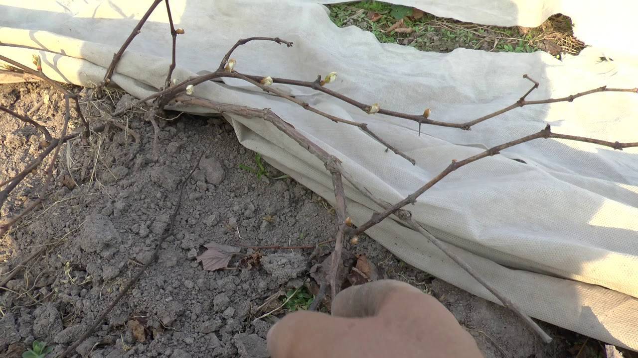 Как укрыть виноград на зиму в первый год после посадки, чем укрывать: фото, видео