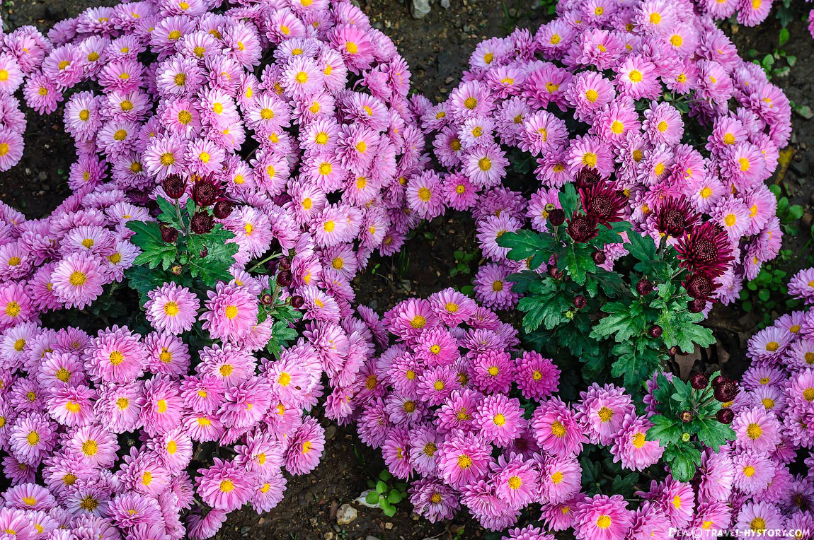 хризантемы садовые многолетние посадка фото