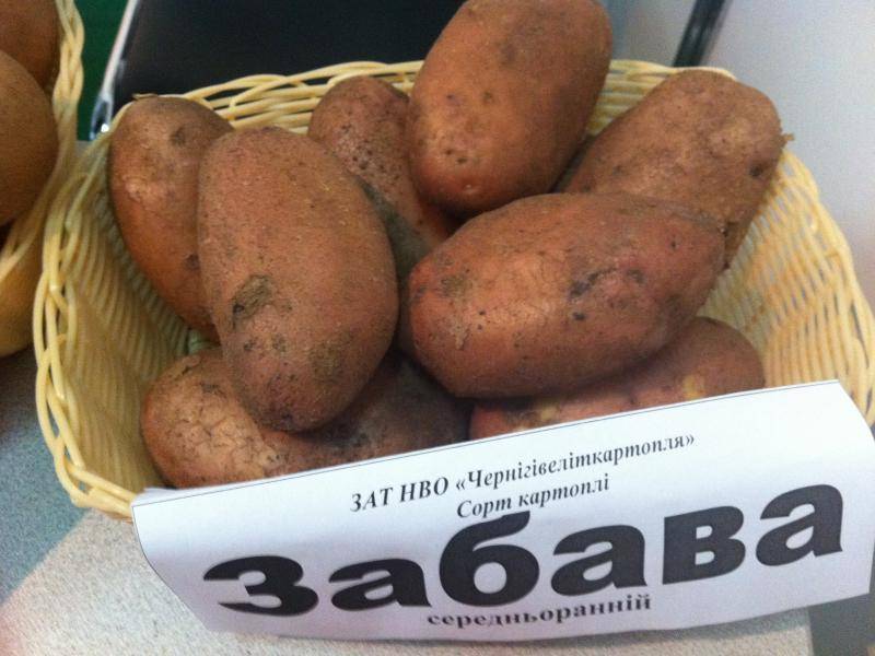 Описание и характеристики сорта картофеля лабелла, правила посадки и уход