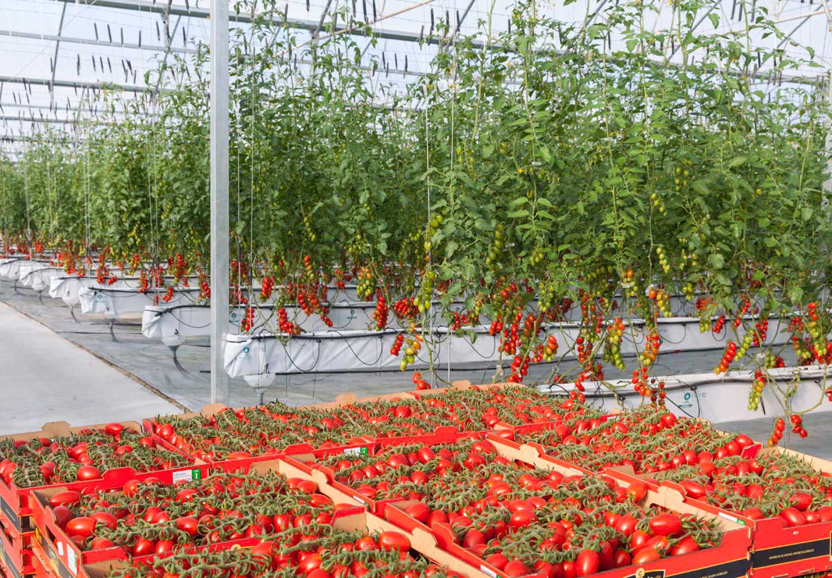 Выращивание клубники по голландской технологии: пошаговая инструкция