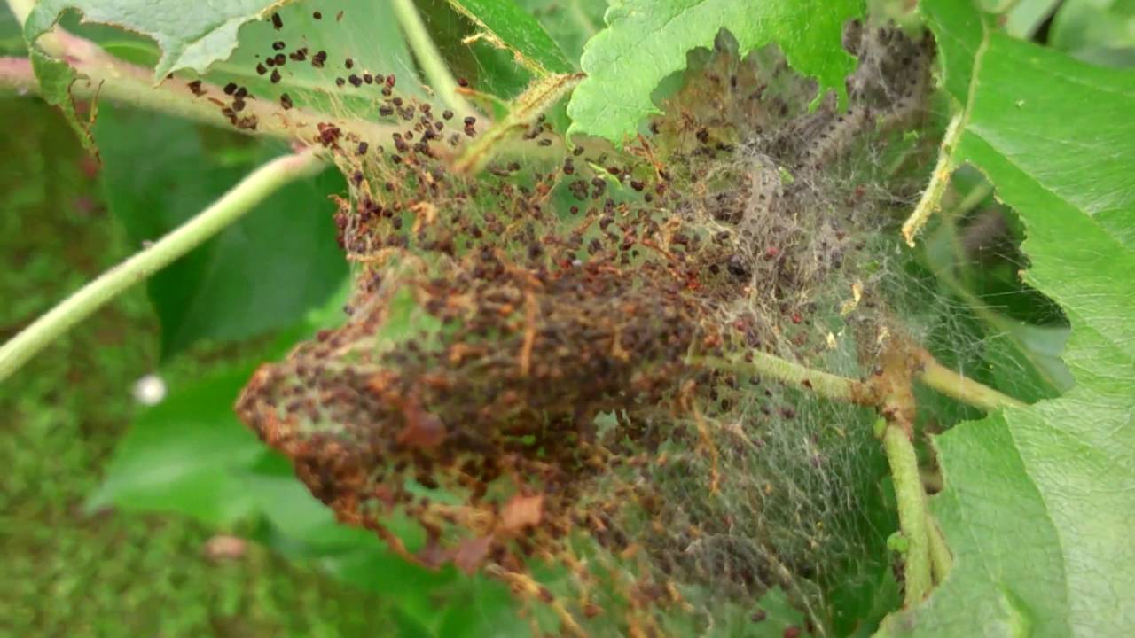 Чем обработать кусты и плодовые деревья от гусениц: эффективные препараты и народные средства