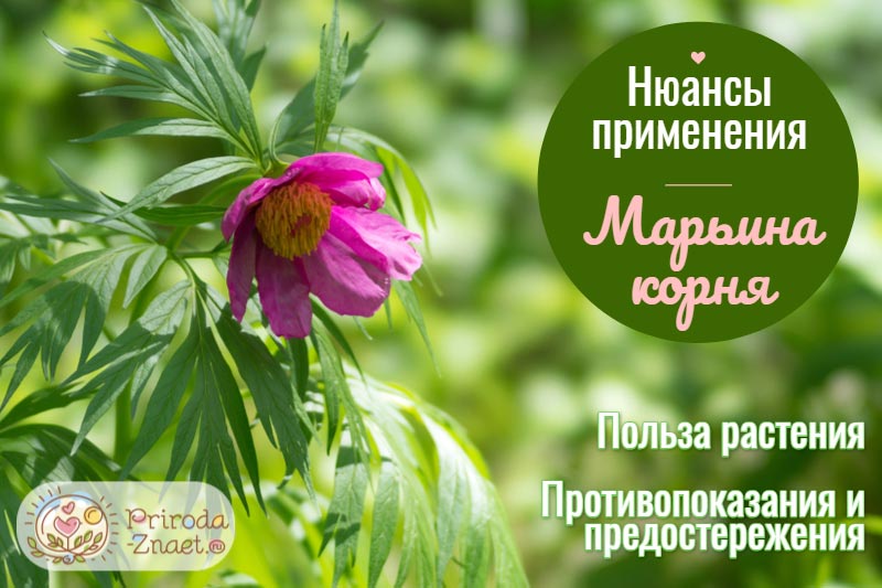 Лечебные свойства и противопоказания пиона уклоняющегося и его состав