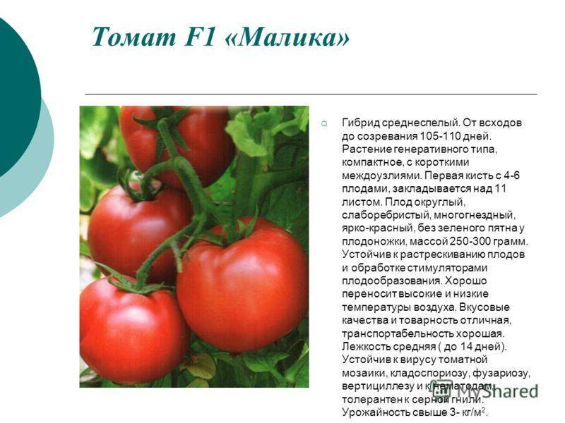 Томат морозко: урожайность и отзывы, выращивание помидоров
