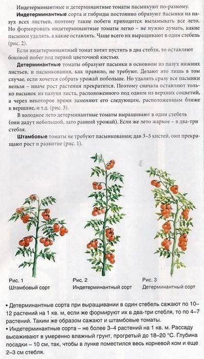 Детерминантные томаты: что это такое, в чем преимущества и особенности таких сортов помидоров