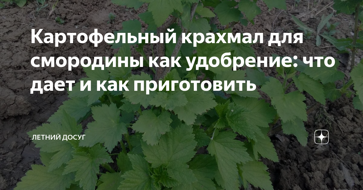 Картофельные очистки для смородины: как использовать для подкормки - крахмал, как удобрение, как подкормить осенью картофелем