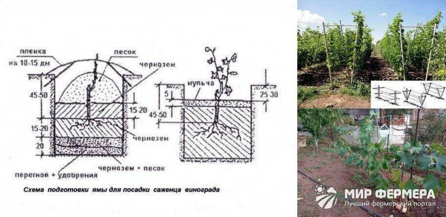 Выращивание винограда в средней полосе для начинающих в открытом грунте: правила