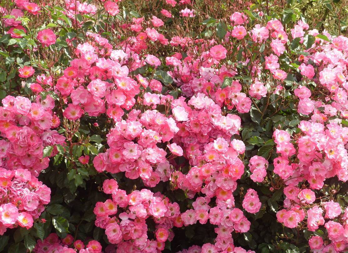 Почвопокровные розы — классификация, особенности посадки и выращивания