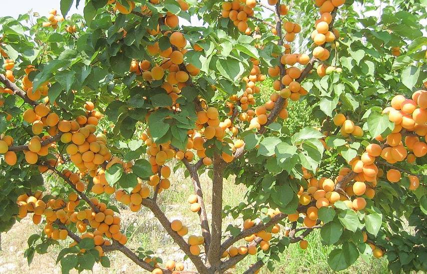 Свои абрикосы: зимостойкие сорта и формы абрикоса для выращивания в северных регионах