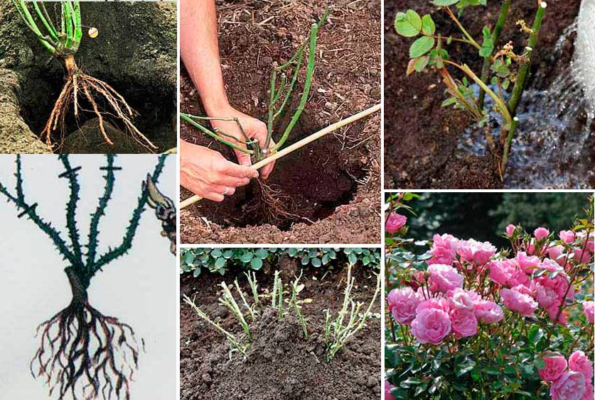 Выращивание плетистой розы и топ-10 сортов, посадка и уход в открытом грунте