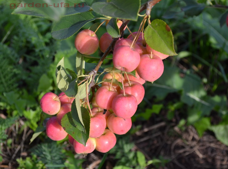 Яблоня «приземленное» (17 фото): описание сорта и посадка, размеры взрослого дерева и отзывы о яблоках