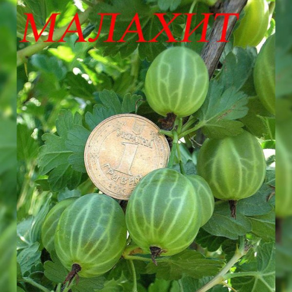 Крыжовник малахит: отзывы, фото, описание сорта, выращивание, размножение, урожайность, посадка и уход