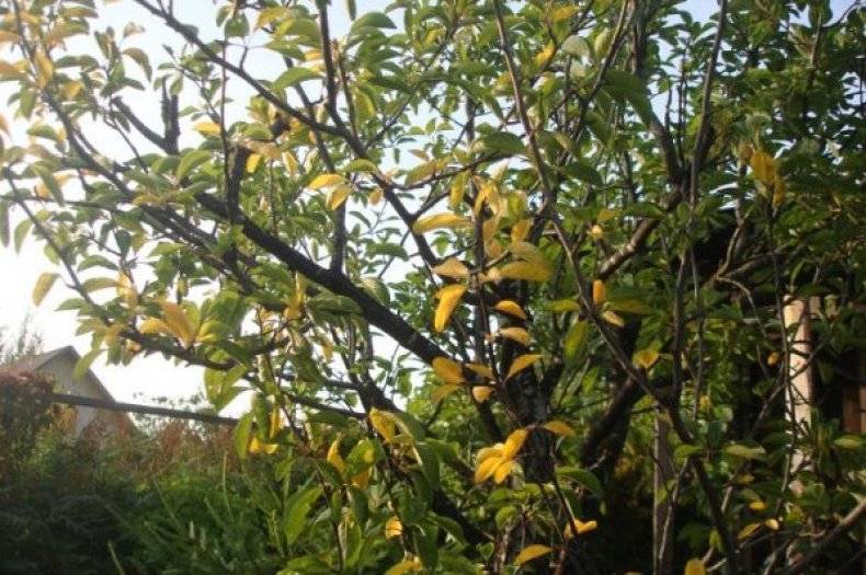 Почему у сливы желтеют листья: весной и в июне, что делать?