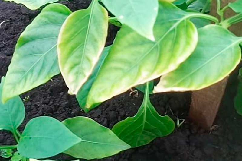 Почему у перцев белеют листья после высадки в грунт или в теплицу: что делать, чем подкормить