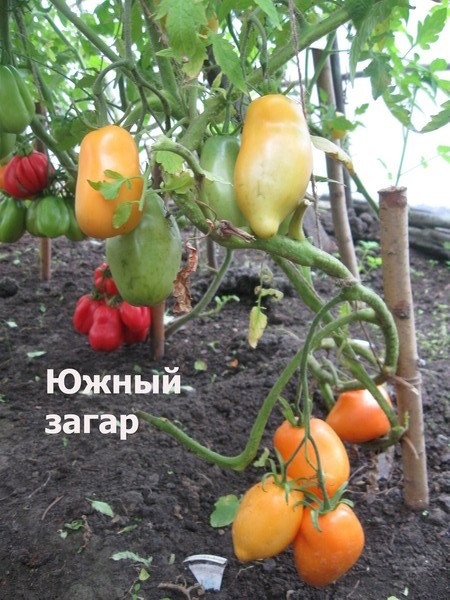 Описание сорта томата южный загар: урожайность и особенности выращивания
