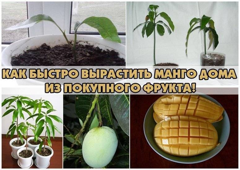 Как посадить манго из косточки в домашних условиях пошаговая инструкция с фото