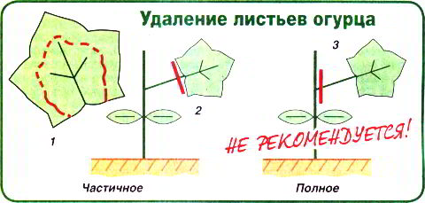 Удаление листа. Огурцы удаление листьев. Схема удаления листьев на огурцах. Огурцы какие листья удалить. Удаление нижних листьев.