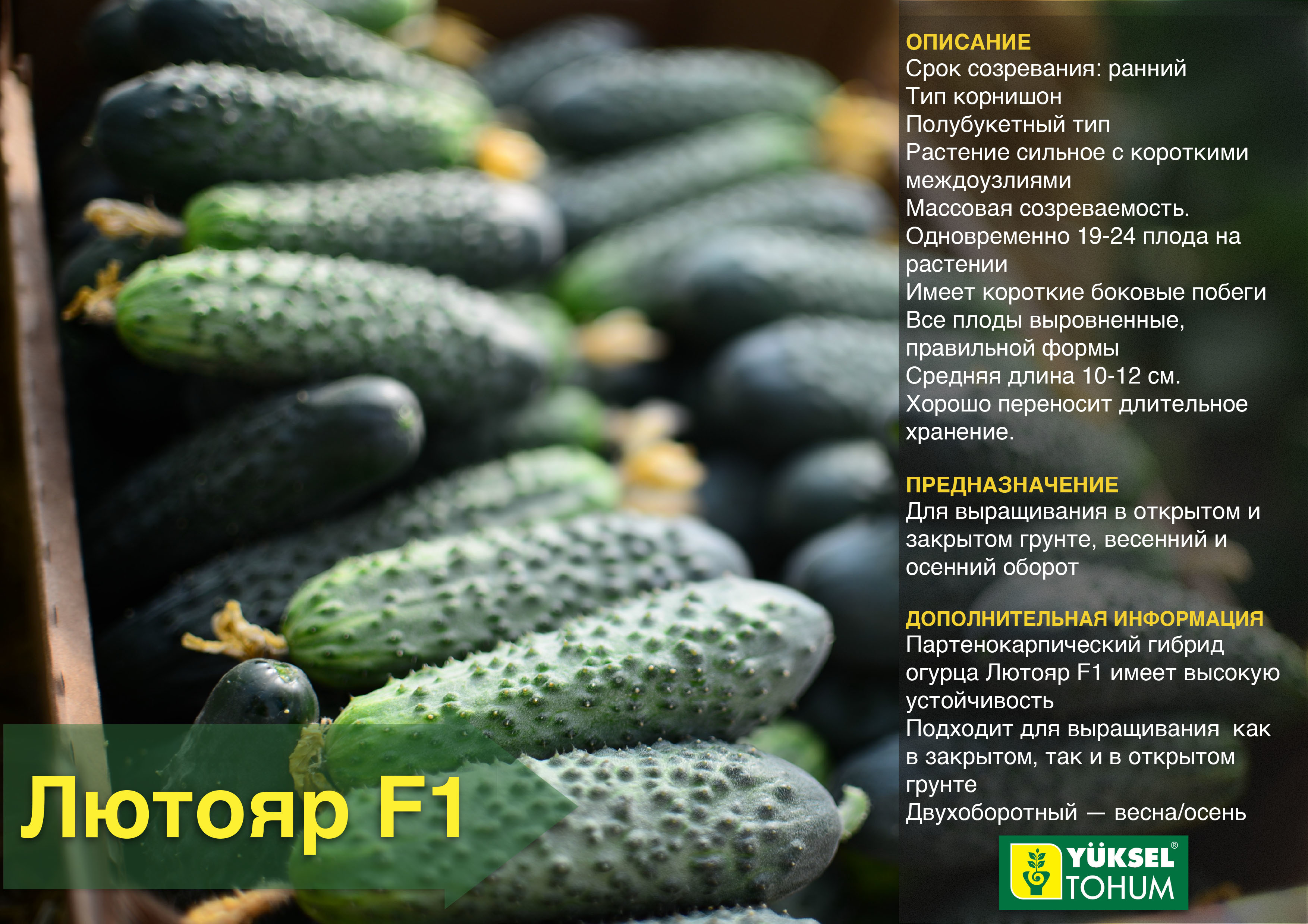 Огурец лютояр f1: описание сорта, посадка, уход, фото, отзывы