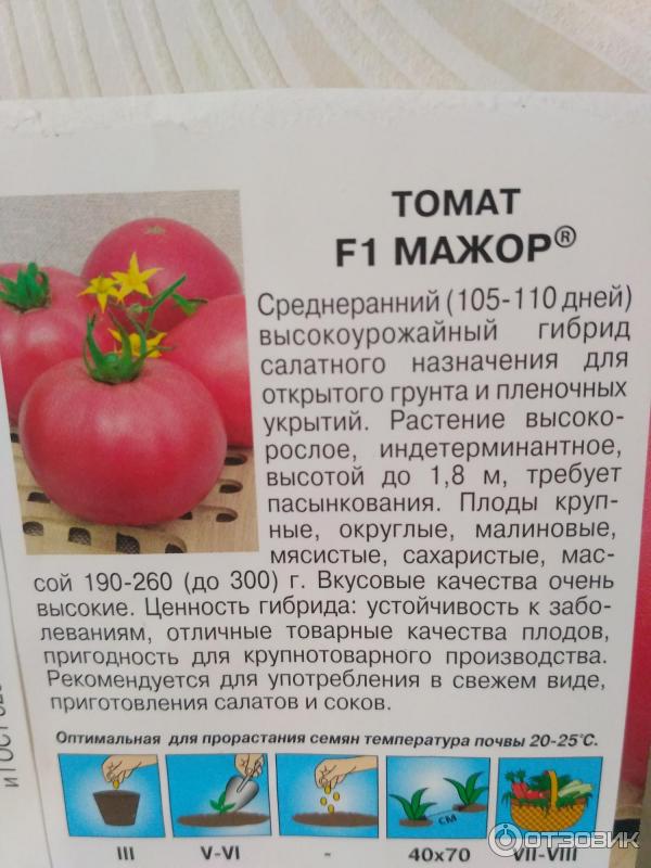 Томат мажор: описание нюансов ухода и урожайности помидоров, фото кустов и плодов, отзывы опытных огородников