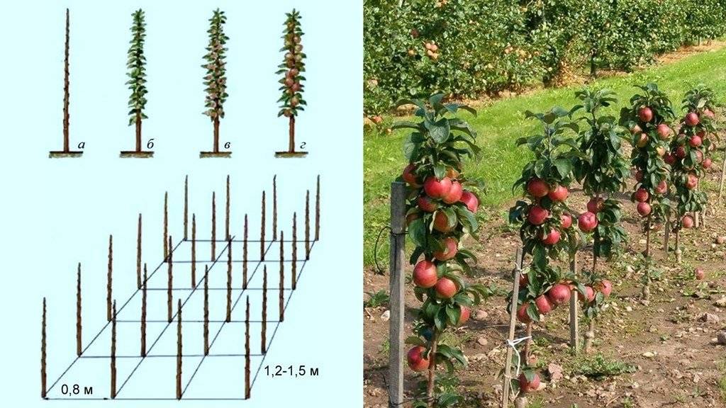 Сорта колоновидных яблонь - дачная жизнь